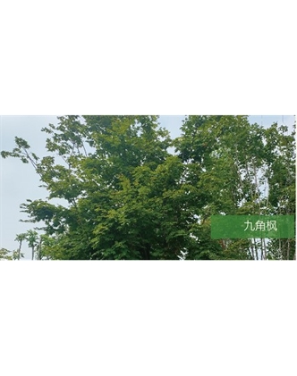 標(biāo)題：喬灌木
瀏覽次數(shù)：1773
發(fā)表時間：2020-10-17