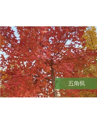 標(biāo)題：喬灌木
瀏覽次數(shù)：1815
發(fā)表時間：2020-10-17