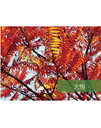 標(biāo)題：喬灌木
瀏覽次數(shù)：1755
發(fā)表時間：2020-10-17