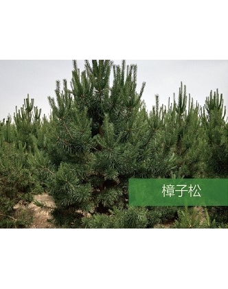 標(biāo)題：喬灌木
瀏覽次數(shù)：1839
發(fā)表時間：2020-10-17